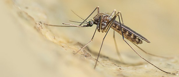 West Nile Disease (WND): cosa è importante sapere