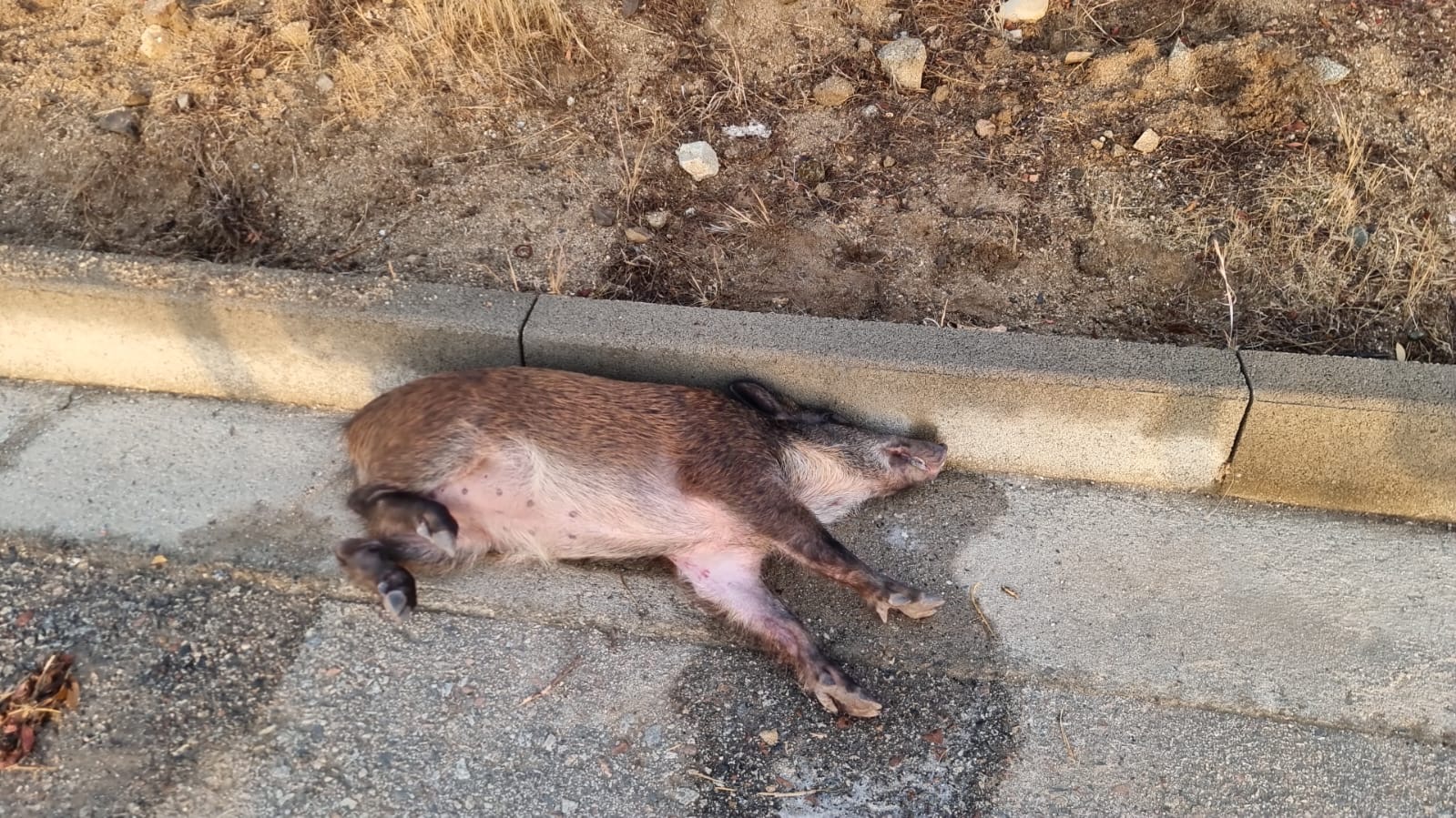 Costa Rei: allarme per sospetto avvelenamento di cinghiali