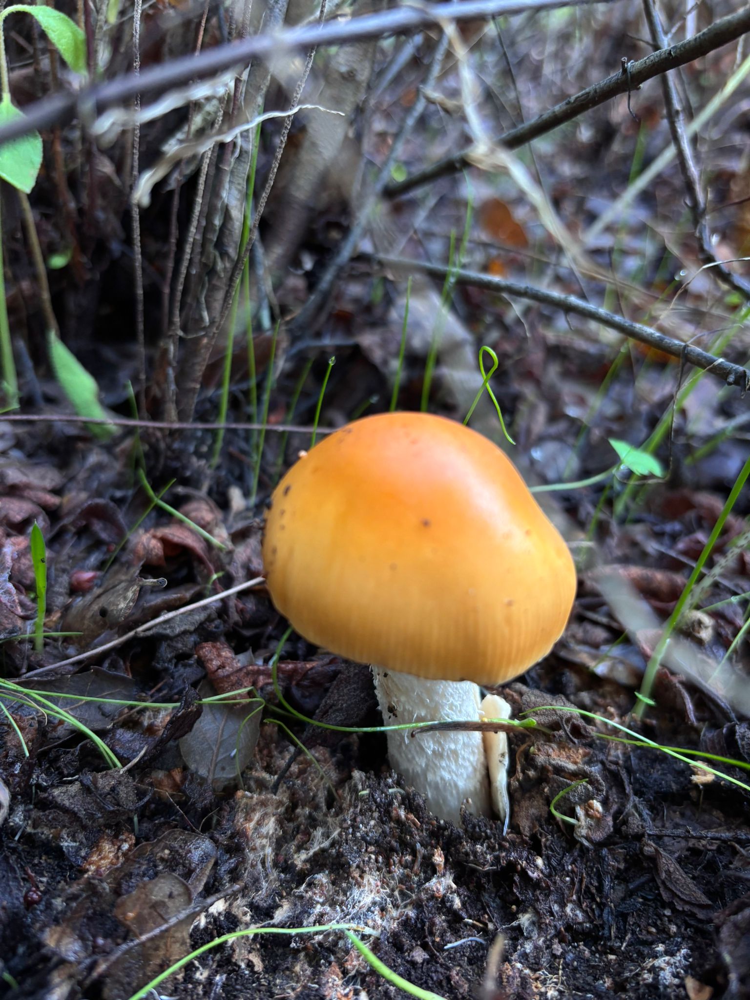 Funghi: dieci casi di intossicazione nell’ultimo mese, tra cui due bambine di 6 e 11 anni