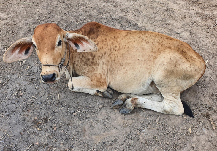 Aggiornamento focolaio dermatite bovina: dalle ispezioni nessun contagio